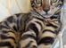 Stunning Silver Charcoal Bengal kitten TICA registered in Essex