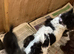 Toy poodle 3/4 puppies