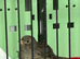 Two canary&rsquo;s for sale hens
