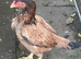 Game Birds 2 Breeder female top quality hens