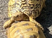 Horsefield Tortiose