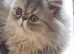 Stun̈ning Blue Cream Tabby Female