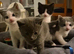 Biscuit – Gorgeous Blue-Grey British Shorthair Cross Kitten