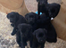 Black Labrador Puppies
