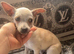 Dior cream chihuahua
