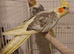 Silvercrest Cockatiels