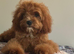 Maltipoo puppy boy