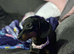 Miniature dachshund female black and tan
