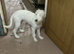 Bedlington Terrier cross whippet