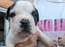 French bulldog big ropes