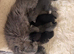 3 female kittens