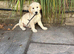 Beautiful 12 week old puppies for sale
