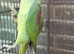 alexandrine parrot