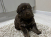 LAST GIRL Chocolate German Shepard