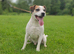 Male KC parson Russell terrier