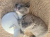 British shorthair carrier Himalayan gen
