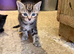Kittens for Sale