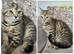 British blue cross female PRICE REDUCED