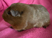 Guinea pig sows