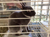 Mini rex