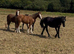 5 handsome colts for sale