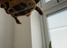 Hermaans tortoise for sale
