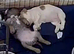 French bulldog x Show cocker spaniel pups