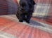 Adorable male long haired puppy looking for his forever home
