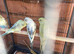 Rec / Pied baby Budgies