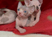Beautiful Sphynx Kittens Looking for Their Forever Homes
