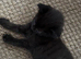 2 BOY KITTENS