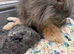 GCCF registered Persian kittens