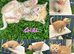 Pure Ginger Mackerel Tiger Coat Pattern Tabbies