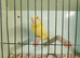 Baby Budgies £35 each