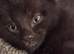 9 week old male kitten ready now