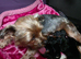 Adorable Yorkshire Terrier puppies.