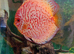 Young Asian Red Pigeon Blood Discus For Sale: &pound;25 each, or 4 for the price of 3