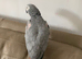 Hand tame talktive African grey