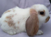 Cute French x Mini Lop kits looking for new homes