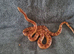 2 corn snakes