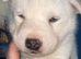 Siberian husky puppies