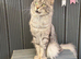 Mainecoon stud!