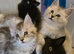 Pedigree TICA Registered Maine Coon Kittens
