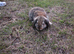 Mini lop kits - Nearly 10 weeks old- 5 does/1 buck
