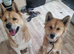 American Akita Male