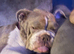 English Bulldog