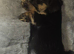 Dachshund cross beautiful puppies