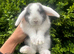 The Sweetest Baby Bunny&rsquo;s