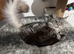 Maine Coone kittens