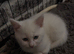 4 beautiful Persian kittens, ready now